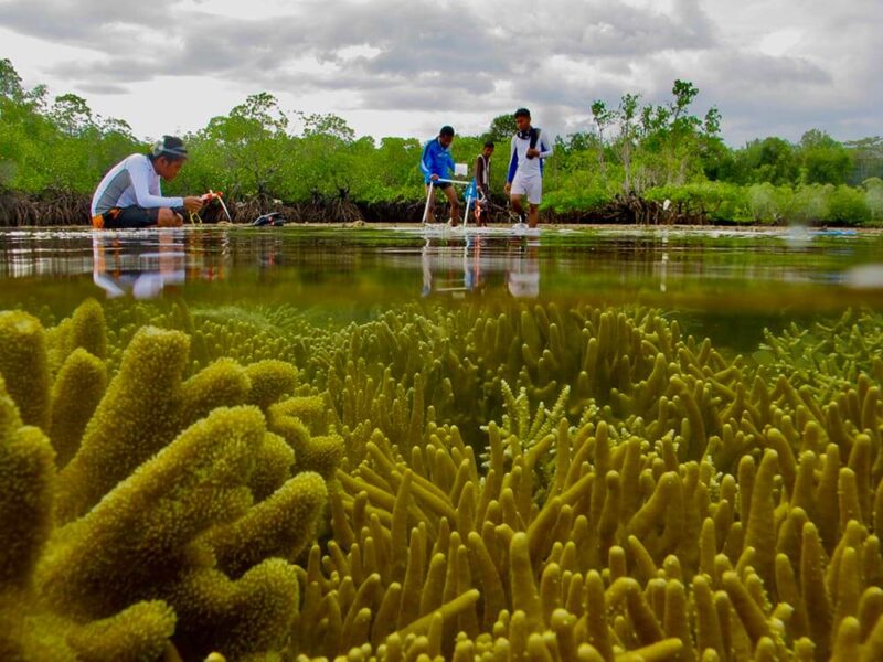 Mangrove Photography Awards 2022 Winners DIVE Magazine