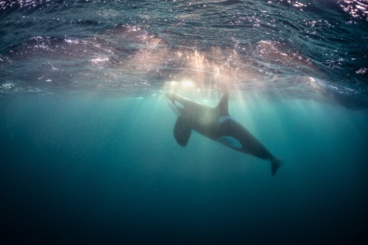 Life Changing Todd Thimios Stunning Norway Orca Photography Dive