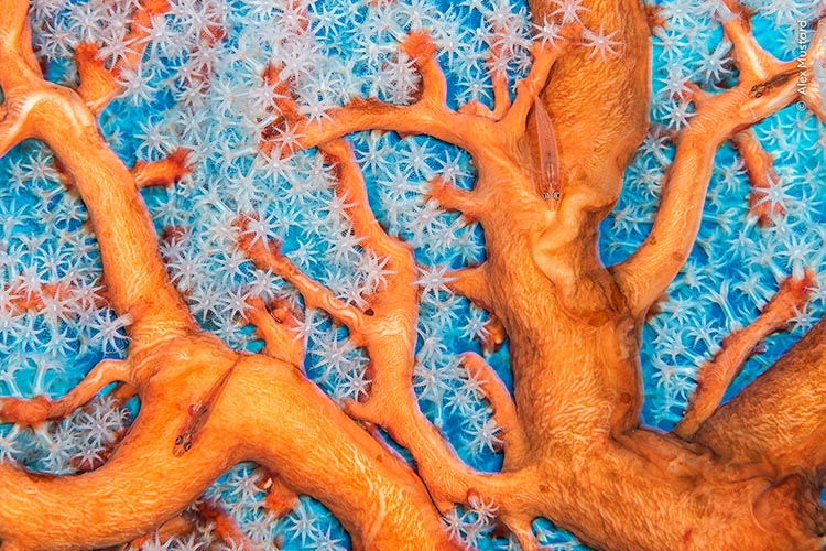 Wildlife Photographer of the Year 2023 preview - DIVE Magazine