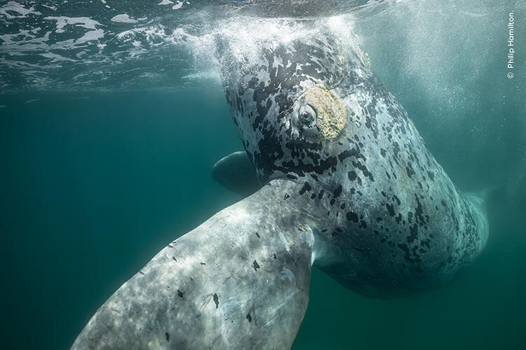 Wildlife Photographer of the Year 2023 winners announced - DIVE Magazine