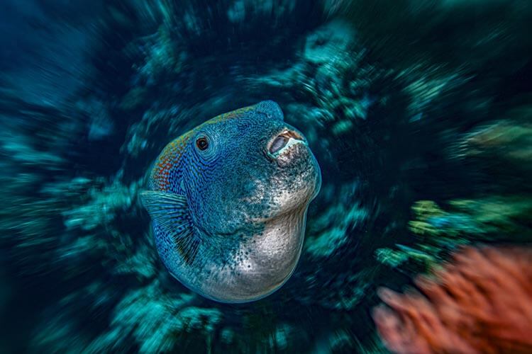Over & Under – the unique effects of modified digital lenses underwater
