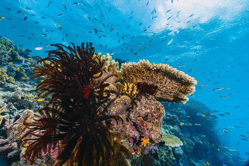 beautiful red sea coral reef near el gouna
