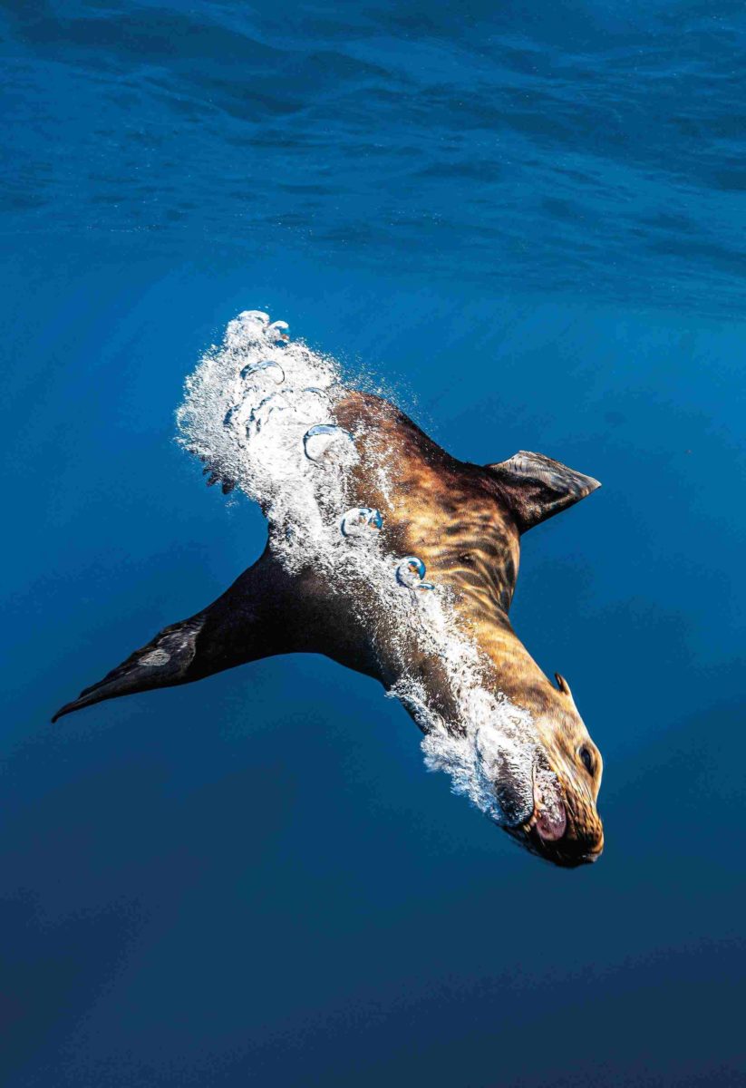 sea lion blowing bubbles
