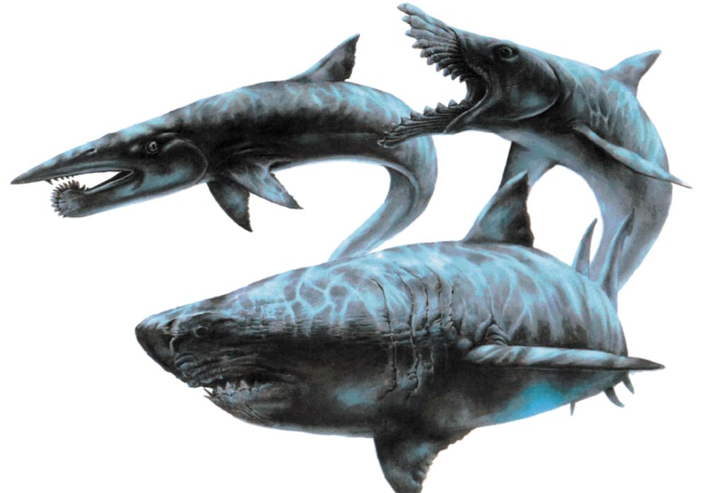 prehistoric sharks list