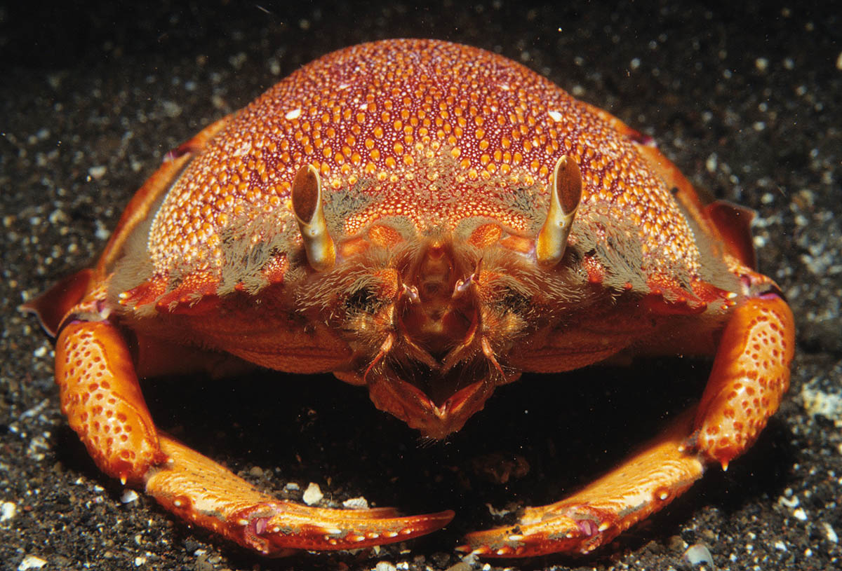 The spanner or red frog crab 