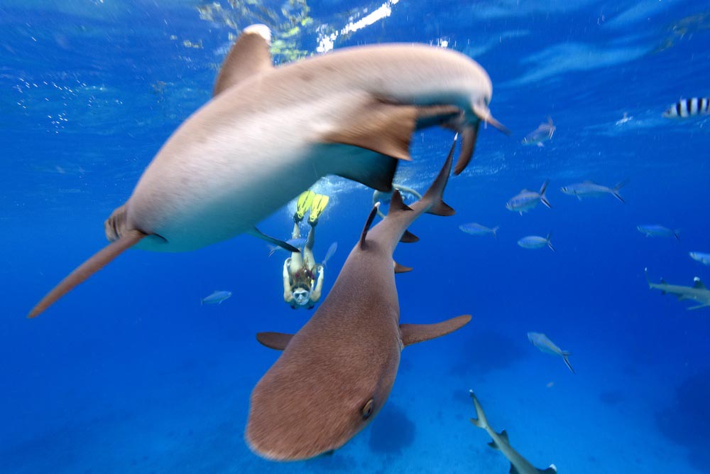 whitetip reef sharks at supermarket dive site in fiji