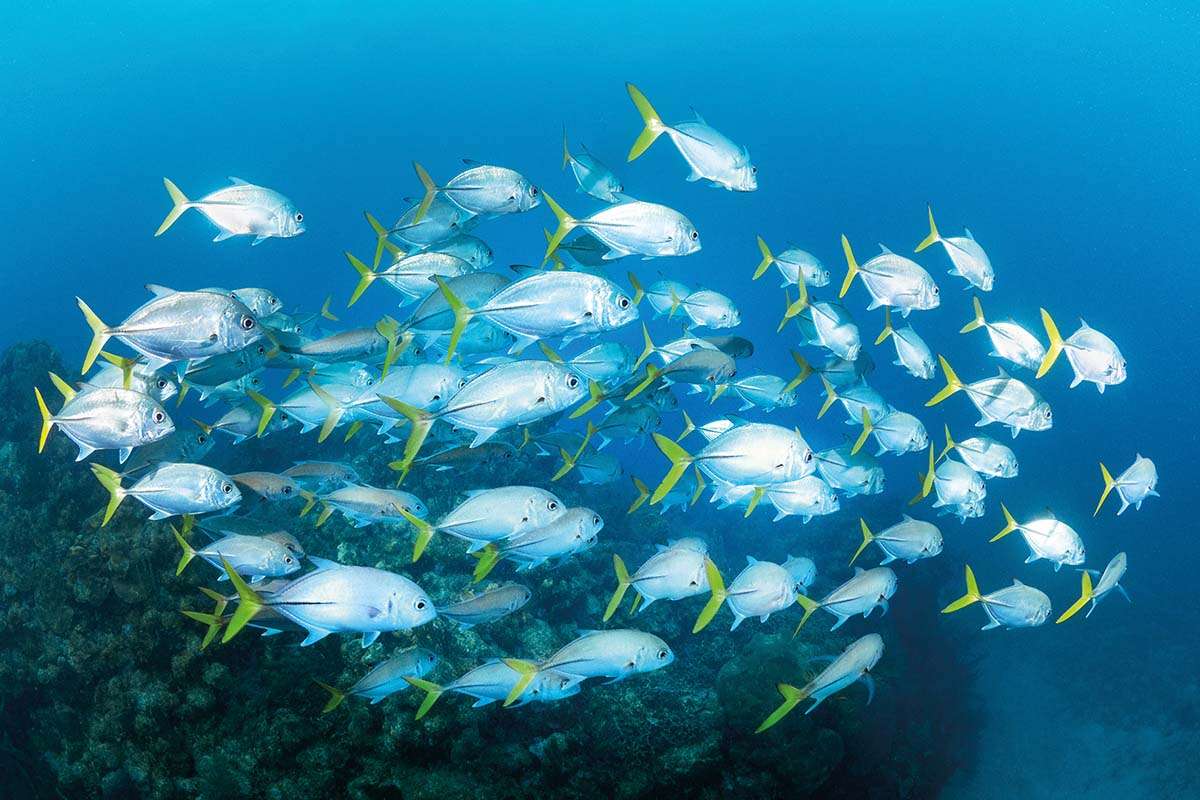 School of silver trevally