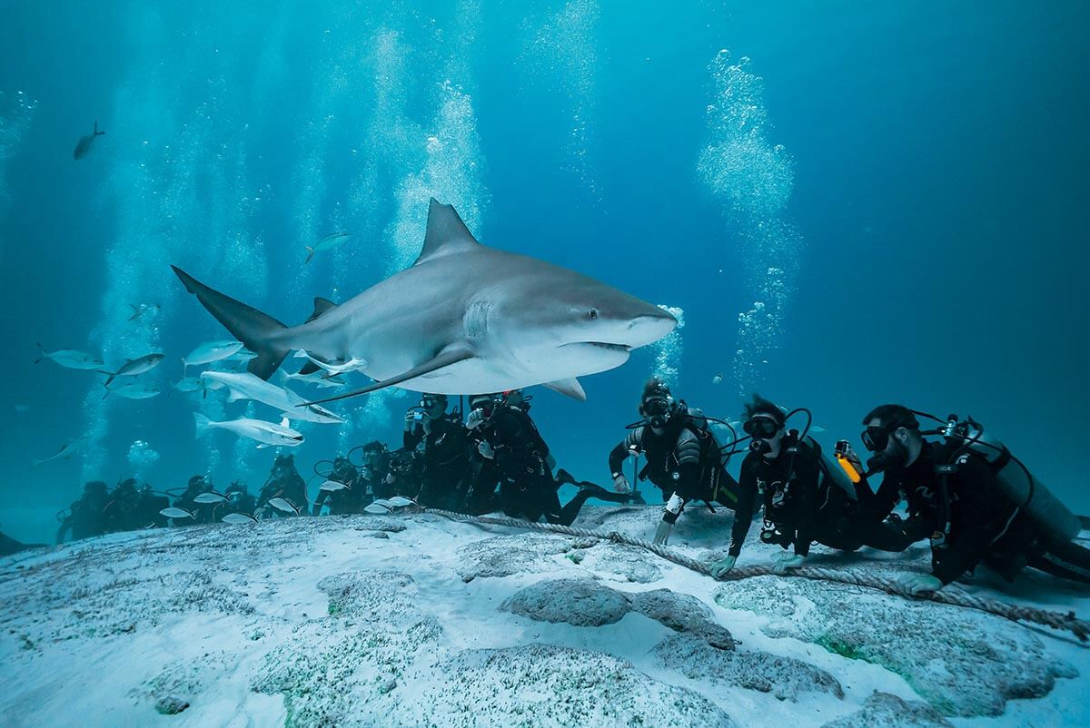 a bull shark cruises past a group of waiting scuba divers