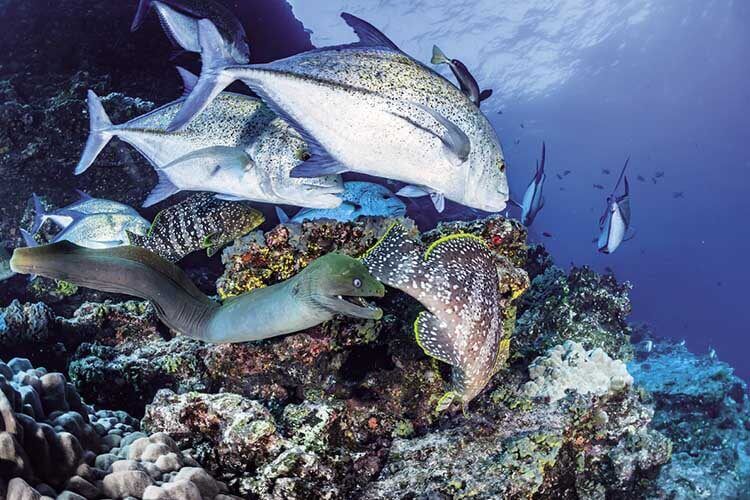 Hunting creolefish Coco Island