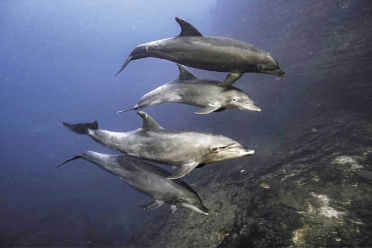 Oceanic bottlenose dolphins return to a Mexican seamount after a nights hunting