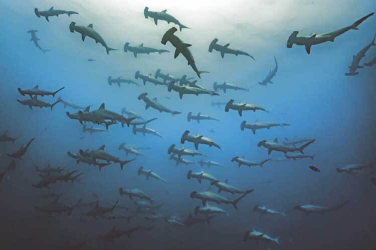 Scalloped hammerhead sharks, Cocos Island