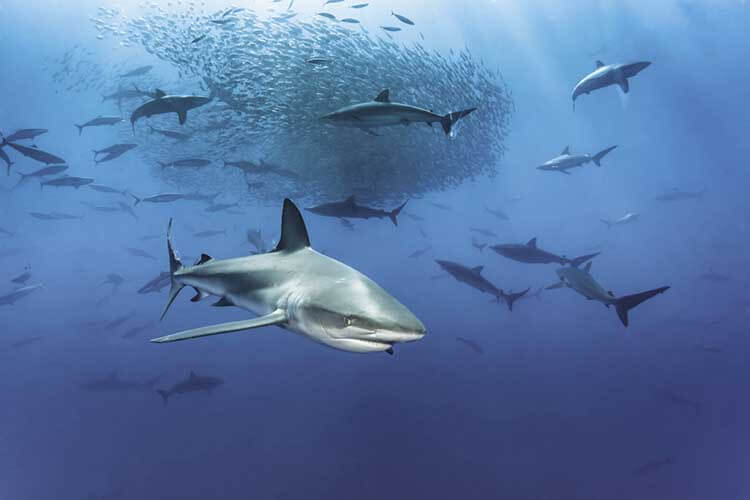 Sharks attach a bait ball, Revillagigedos, Mexico