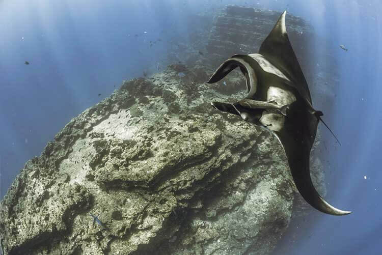 Large manta rays swoops was the El Boiler sea mount, the Revillagigedos