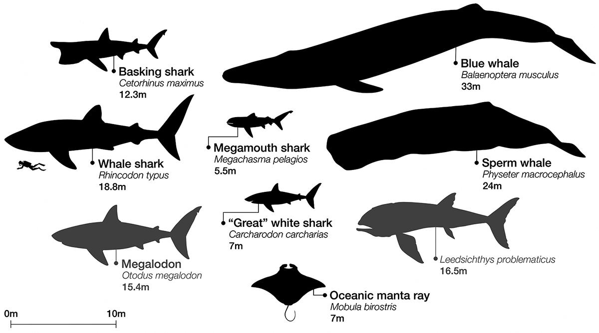 Graphic of the big beasts of the ocean