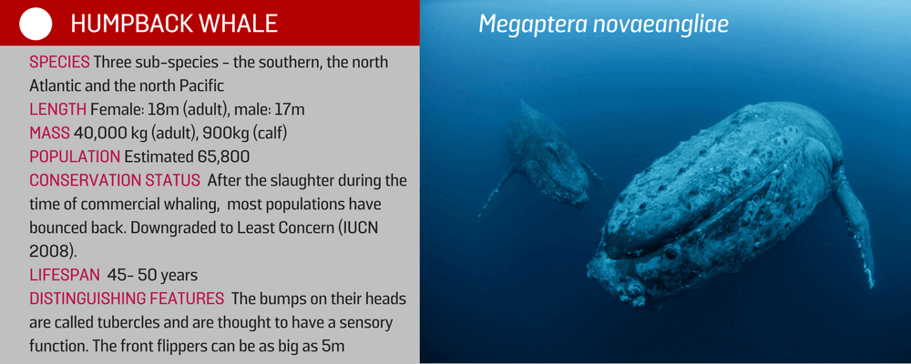 humpback whale info card
