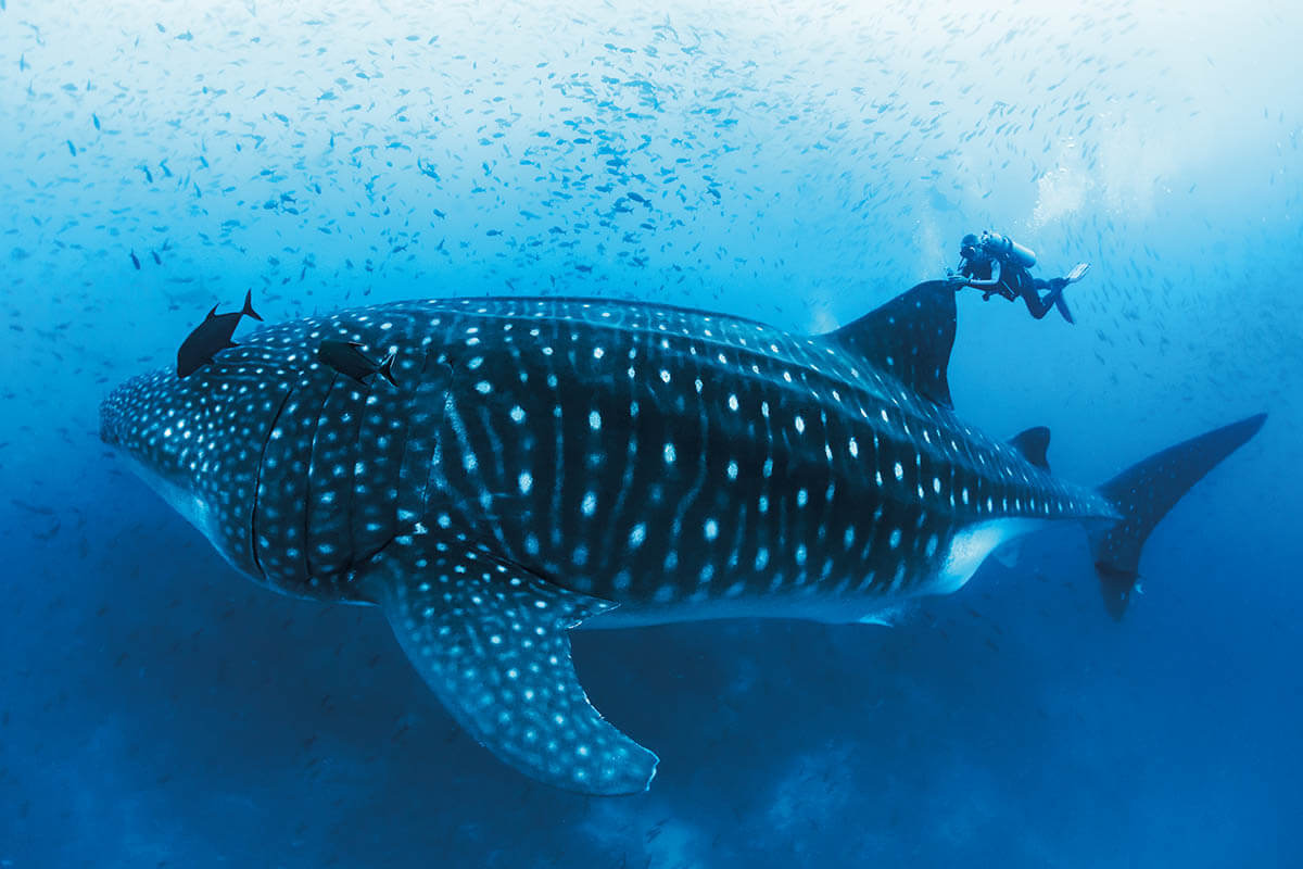 Attaching a satellite tage to a whale shark in the Galápagos