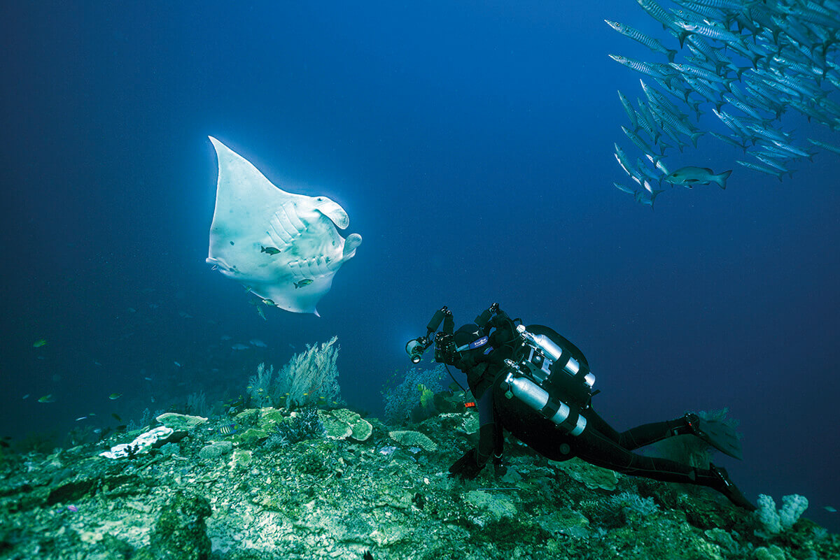 Manta and diver in Indonesia, the larges part of the Coral Triangle