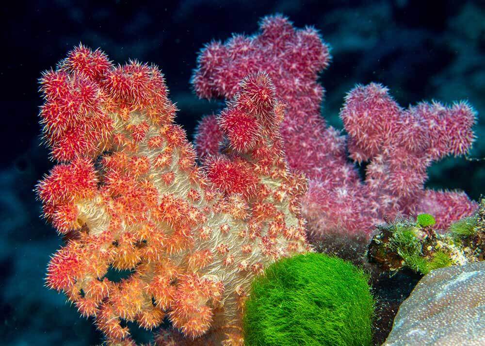 soft corals in matava, fiji