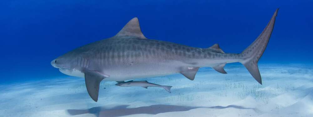 tiger shark fiji