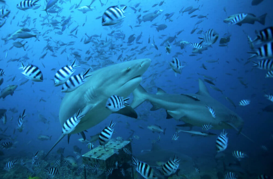 Bull sharks at Fiji's Cathedral dive site