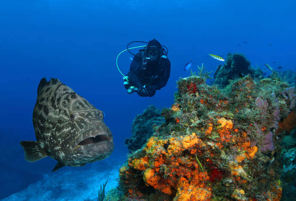 grouper and diver in cozumel
