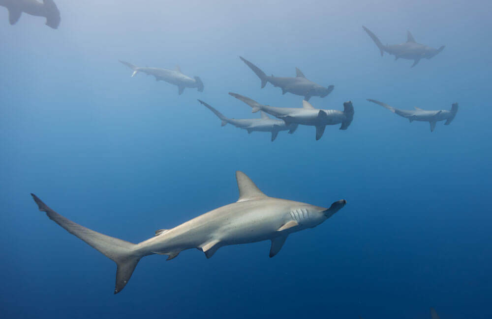 daedalus hammerheads