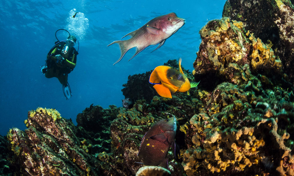 diver and fish at punta tosca