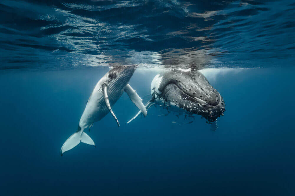 A humpback calf with its mother