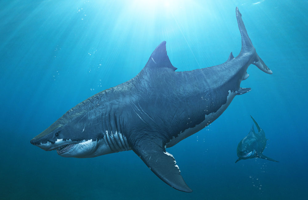 Megalodon was not an underwater myth, but it is now