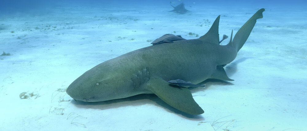 nurse shark on the sea floor, fiji