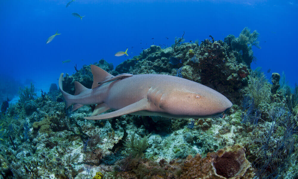nurse shark swimming over reef