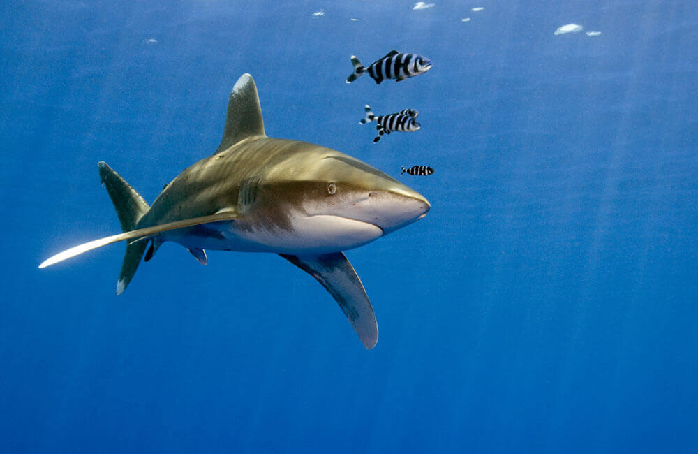 brothers oceanic whitetip