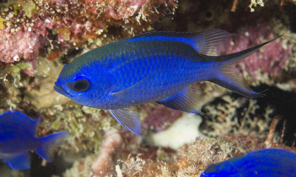 blue chromis at paradise reef