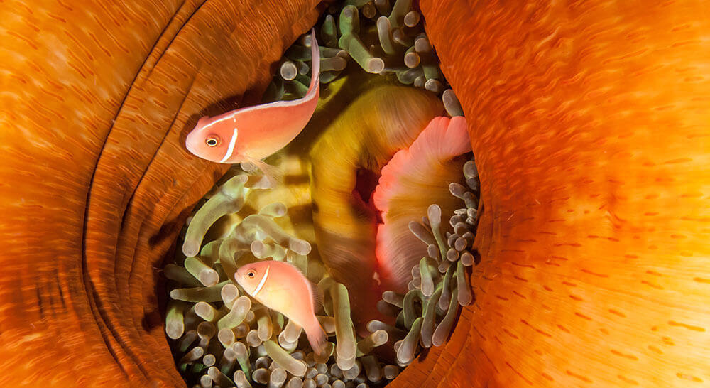 pink anemone fish, fiji
