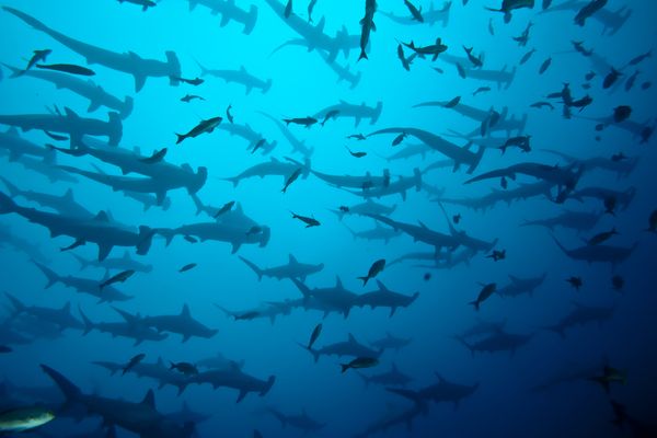 scalloped hammerheads