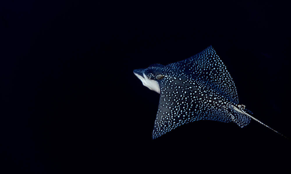 eagle ray