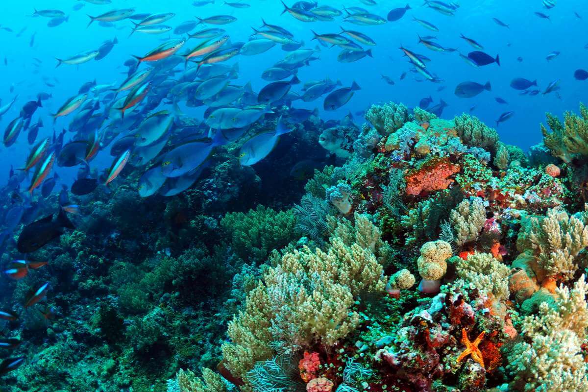 Top 10 Dive Sites Around The World