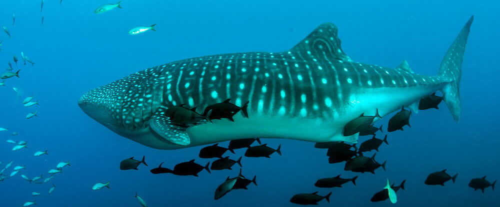 whale shark at socorro island