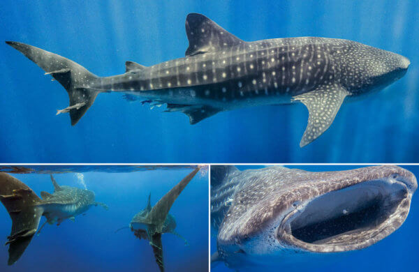 St Helena's Unique Whale Sharks - DIVE Magazine