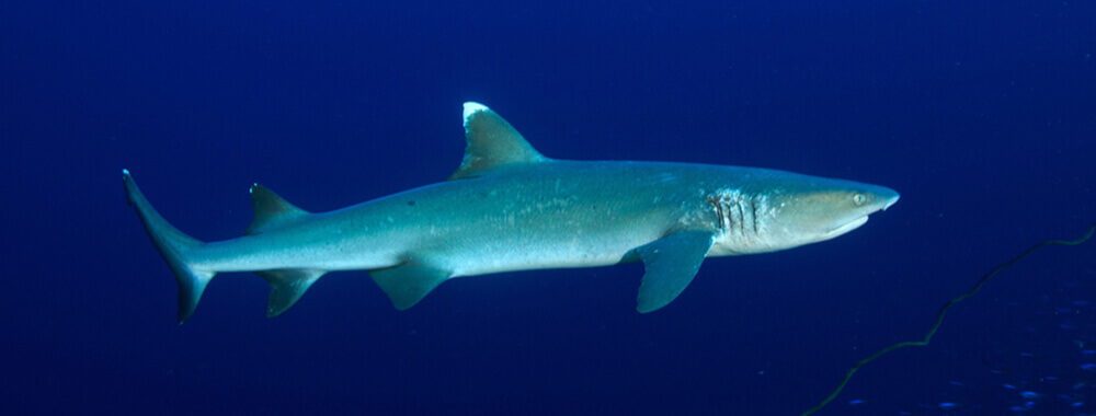 whitetip reef shark in fiji