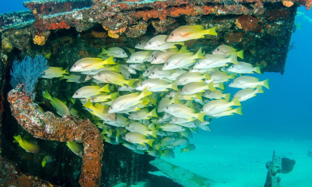 Carmen Island wreck