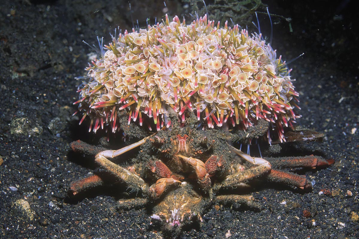 Porter crab with a venomous flower urchin attached to its shell 