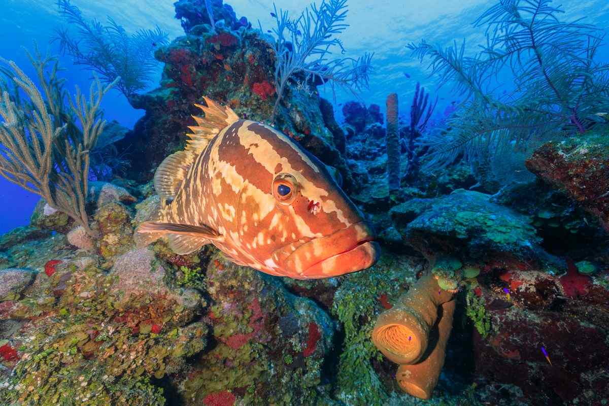 Bright coloured Nassau grouper