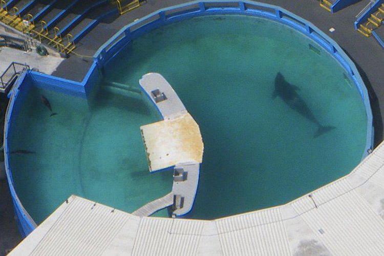 57-year-old orca held captive in Florida aquarium to be released