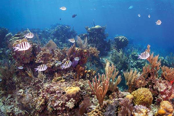 Blue bonds – Belize to refinance debt and protect reefs