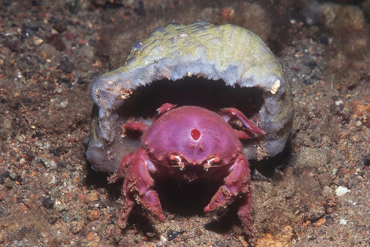 Sponge crab peaks out of its home
