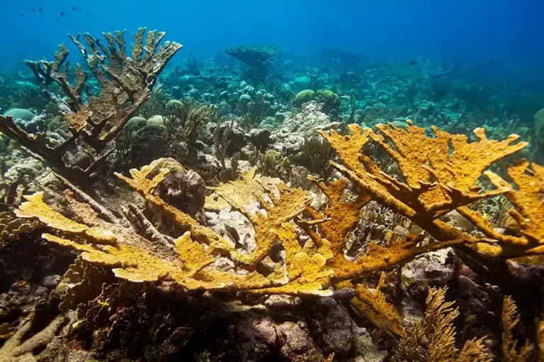 healthy elkhorn coral reef site