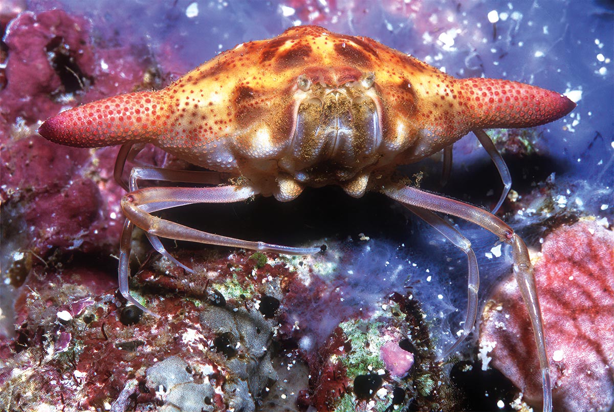The wide carapace of a spindle crab