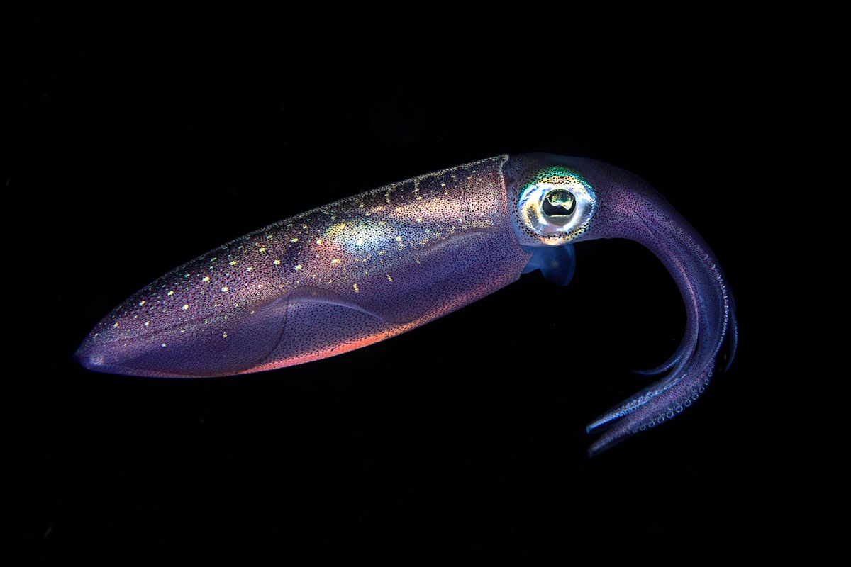 luminous squid on a night dive