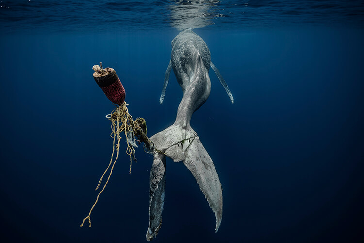 Underwater Photographer of the Yr 2023 winners introduced – OnMarx